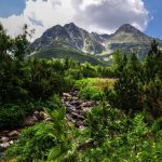 jungle_in_mountain_background_under_white_cloudy_sky_4k_hd_jungle-2560×1440
