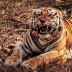 Tiger Trail